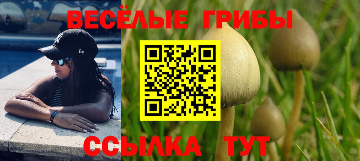Галлюциногенные грибы Psilocybe Воронеж
